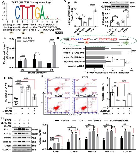 TCF7 Promotes The Cell Proliferation And Fibrosis Through Activation Of