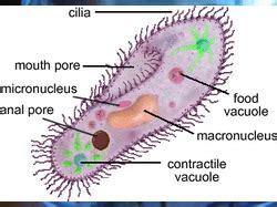 Protist - Sam's 6 Kingdoms