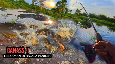 Ganass Casting Ikan Gabus Di Luapan Banjir Dari Berbagai Penjuru