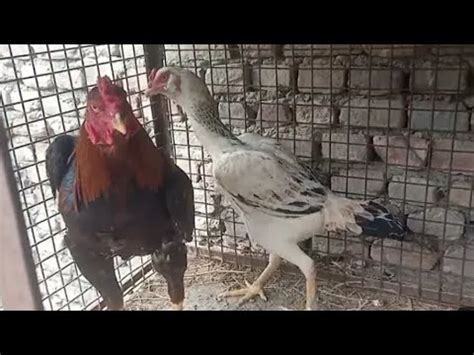 Aseel Poultry Farming Desi Murgi Palan Free Range Desi Poultry Farm