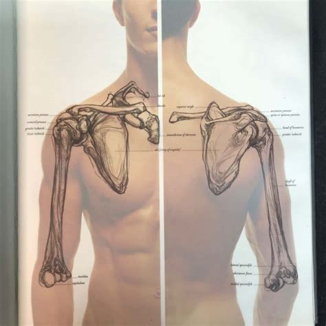 Anatomy For The Artist By Sarah Simblet S