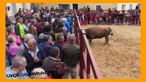 BARRIO DE SAN MIGUEL TARAZONA TARDE VACAS EN LA PLAZA SÁBADO 24