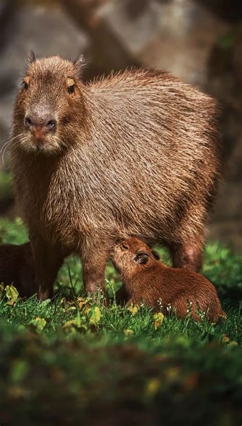 Capybara Full Hd K Wallpaper Loonaz