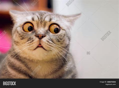 Skeptic Surprised Cat Image And Photo Free Trial Bigstock