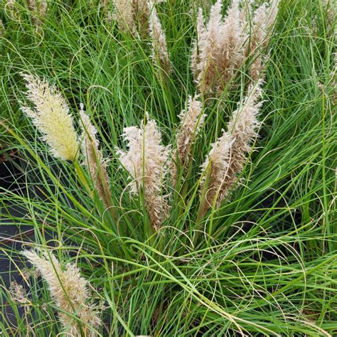 Cortaderia Selloana Tiny Pampa Herbe De La Pampa