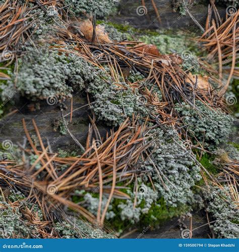 Seamless Pattern Of Green Lichen And Moss Textures Growing On A Rock