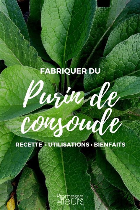 Le Purin De Consoude Est Excellent Engrais Naturel Pl Biscit Au