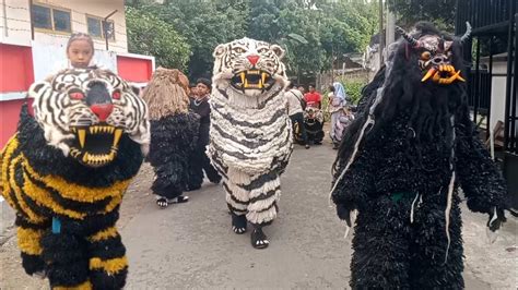 Can Macanan Singo Raung Cilik Di Undang Acara Khitanan Bersama Drumband