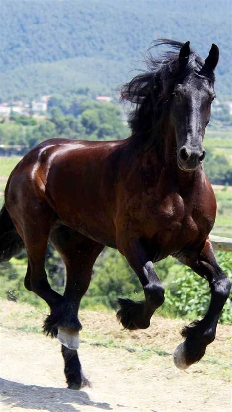 68 best Galloping Horses images on Pinterest | Beautiful horses, Equine ...