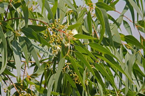 Eucalipto Lim O Eucalytpus Citriodora G De Sementes