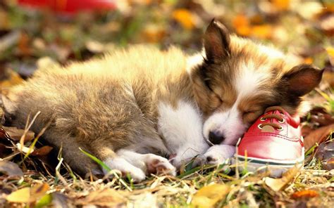 Cute Corgi Puppy Wallpaper