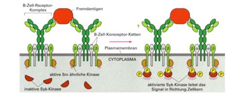 Immunologie 2 Flashcards Quizlet