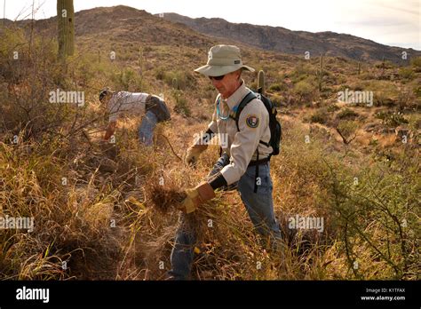 Volunteers remove buffelgrass, a non-native, invasive species, from ...