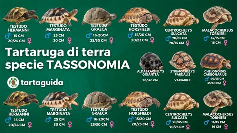 Alimentazione Tartarughe Di Terra Che Cosa Mangiano Tartaguida