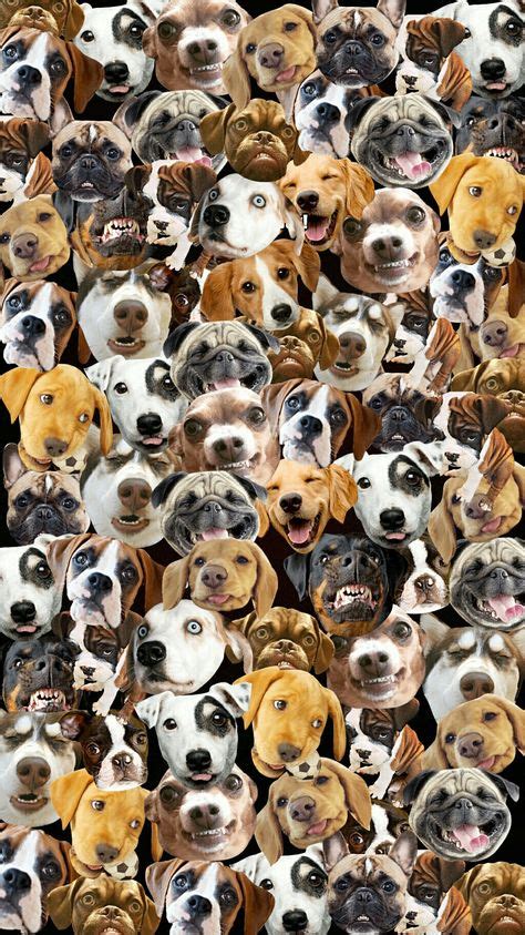 Fondos De Pantalla De Perritos Pantalla De Perro Perros Fondos