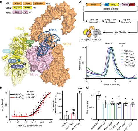 Patient Elp Mutations Decrease Elongator Activity A Human Elp