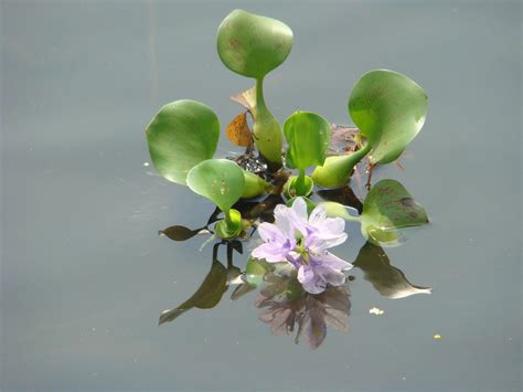 Terror Of Bengal Water Hyacinth Neenz Flickr