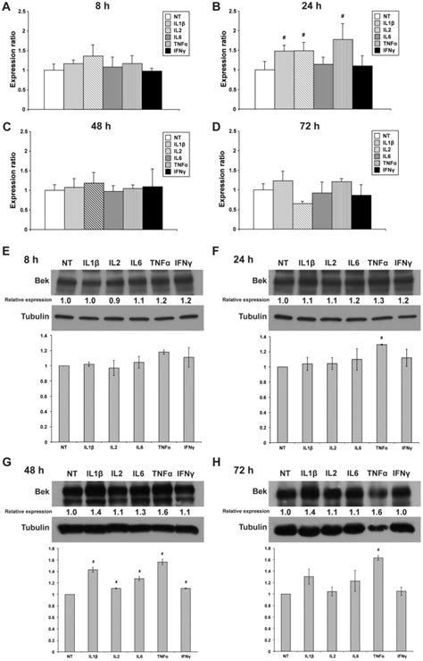 Ad Quantitative Real Time Pcr Analysis Of Kgfr Mrna Expression In