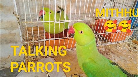 Amazing Talking Parrots Hand Tame Ring Neck Parrots Parrots Food Birds Lovers Youtube