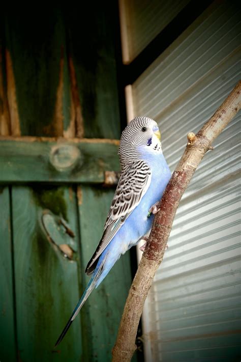 Parakeet Blue White - Free photo on Pixabay