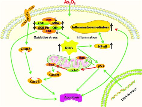 Diagram Depicts The Toxic Effect Of Arsenic Trioxide On Chicken Immune