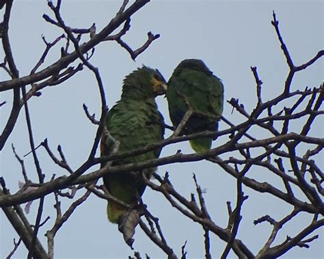 Loro Guaro Orange Winged Parrot Amazona Amazonica Flickr