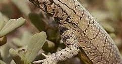 Conociendo La Flora Y Fauna De La XV Region De Arica Y Parinacota