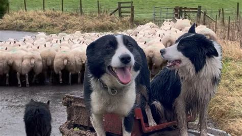 Two Brilliant Border Collies Herding Sheep Youtube