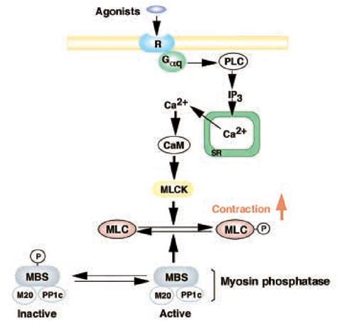 Figure 1 From Smooth Muscle Contraction By Small Gtpase Rho Semantic Scholar