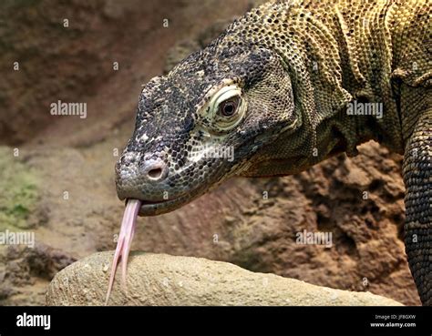 Headshot Del Drago Di Komodo Immagini E Fotografie Stock Ad Alta