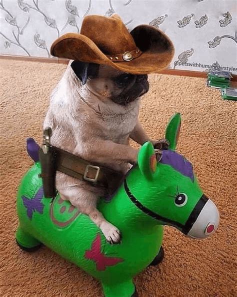 Cowboy Pug: Legendary Cowboy K9 Class Pet: Uses His High Charisma Skill ...