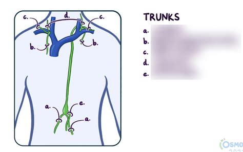 Lymphatic Trunks Diagram Quizlet