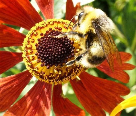 Insect Pollinated Flowers Insect Pollinated Flowers