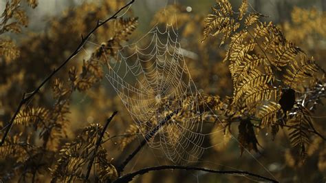 Wallpaper Cobweb Drops Branches Autumn Macro Hd Picture Image