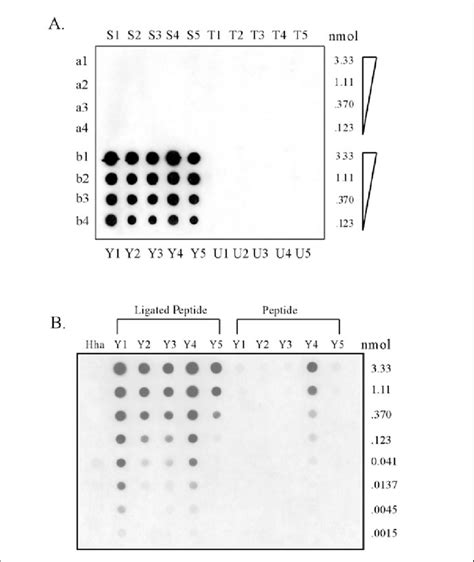 Dot Blot Cross Reactivity Assay To Define The Specificity Of A General