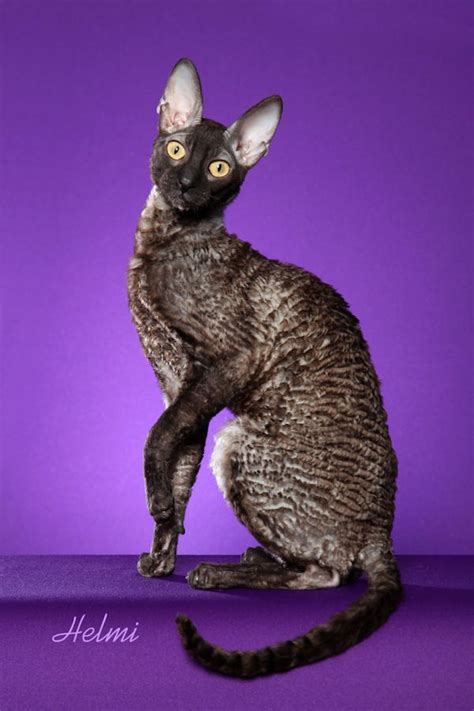 Download Cornish Rex Svg For Free Designlooter 2020 👨‍🎨