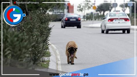 Sujeto asesina a perro rescatado arrojándolo a olla con aceite