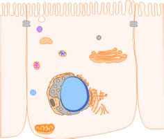 Lysosome Function, Cathepsin Activity, and Cell Viability Techniques