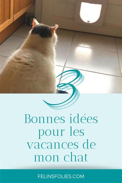 3 Solutions Pour Faire Garder Votre Chat Pendant Les Vacances Artofit