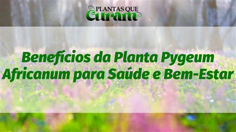 Benefícios da Planta Pygeum Africanum para Saúde e Bem Estar