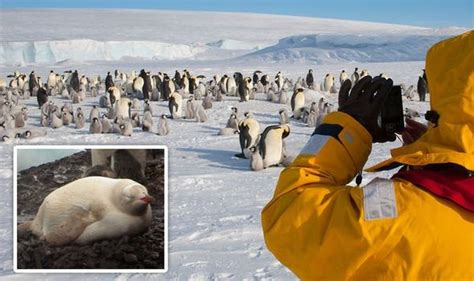 Antarctica bombshell: Rare 'albino penguin' spotted as scientists send ...