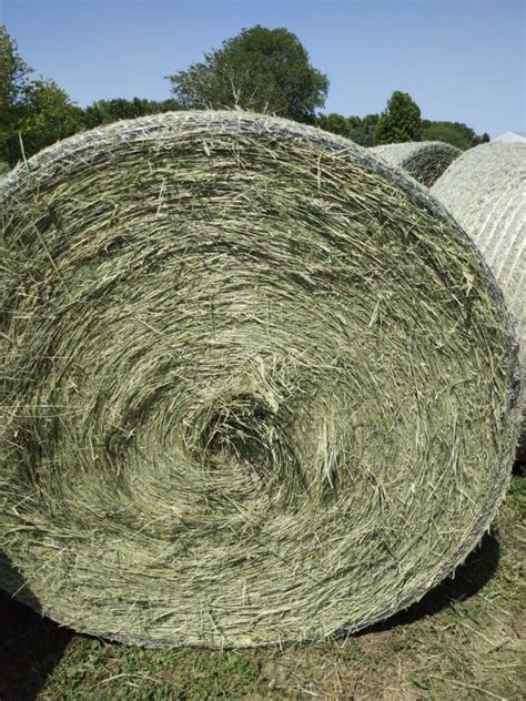 Brome Grass Hay For Sale Allhay