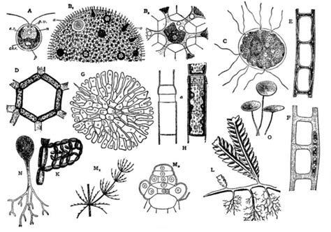 Algae Drawing At Explore Collection Of Algae Drawing