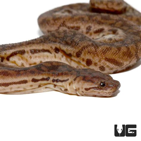 Elephant Trunk Snakes (Acrochordus javanicus) For Sale - Underground Reptiles