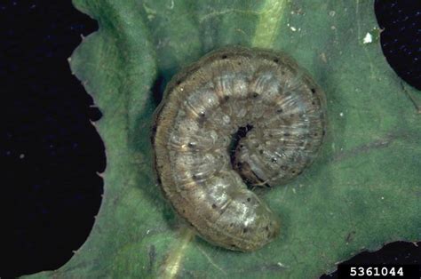 Identification of the Most Common Cutworms | Crop Science US