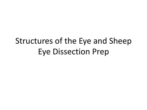 Structures Of The Eye And Sheep Eye Dissection Prep Ppt Download