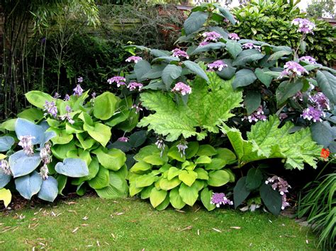 Hosta Companion Plants What To Plant With Hostas Artofit