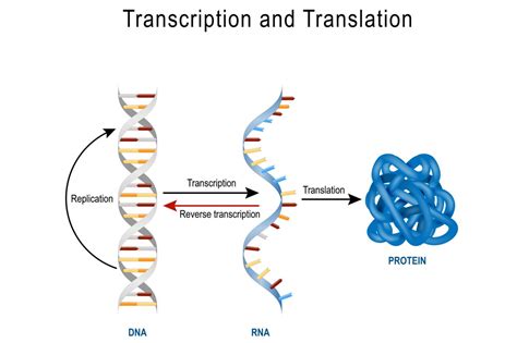 Double Helix Structure Of Dna