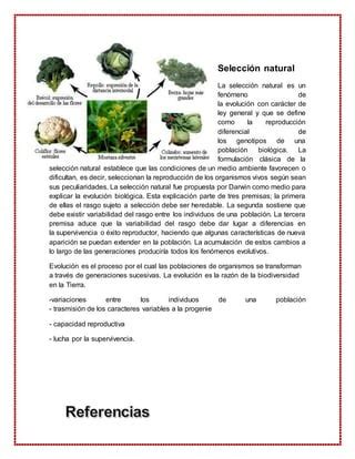 Seleccion Natural PDF