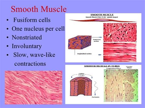 General Physiology Lecture 3